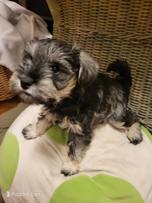Azura, a female Miniature Schnauzer for sale in Omaha, NE – 1 of 2