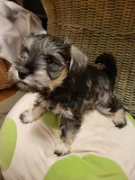 Azura, a female Miniature Schnauzer for sale in Omaha, NE – 1 of 2