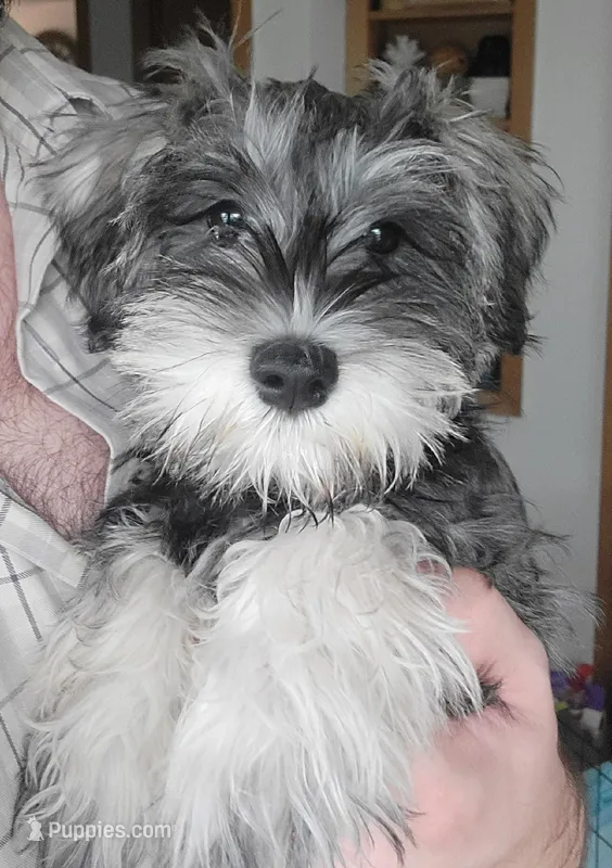Dibella – Miniature Schnauzer puppy for sale in Omaha, NE