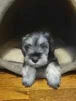 Arkay, a male Miniature Schnauzer for sale in Omaha, NE – 1 of 1