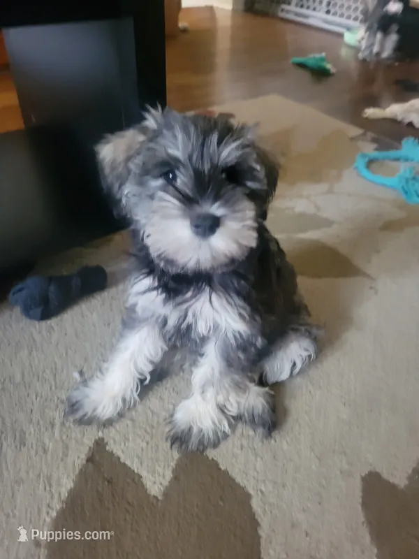 Dibella – Miniature Schnauzer puppy for sale in Omaha, NE