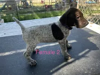 Female 1, a female German Shorthaired Pointer for sale in Overbrook, KS – 4 of 4
