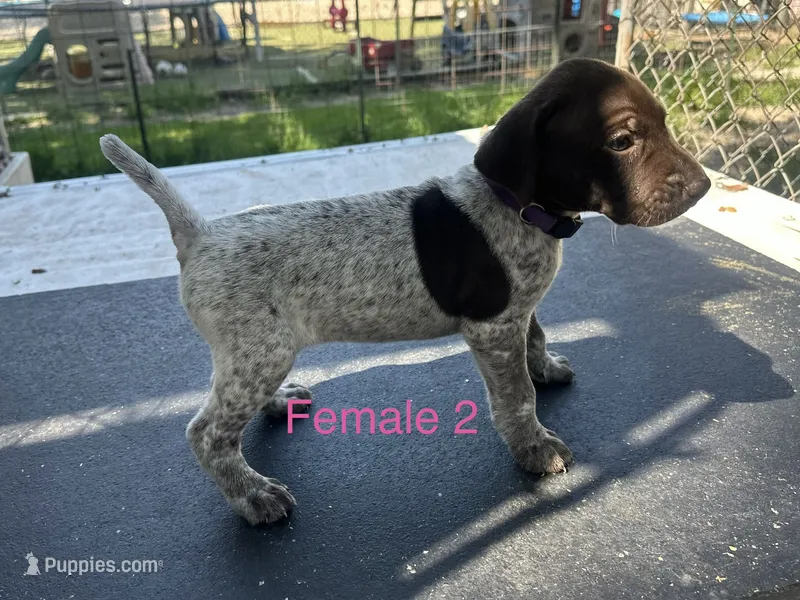 Female – German Shorthaired Pointer puppy for sale in Overbrook, KS