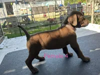 Female 1, a female German Shorthaired Pointer for sale in Overbrook, KS – 3 of 4