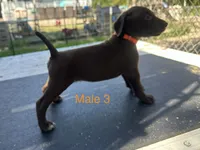 Male 1, a male German Shorthaired Pointer for sale in Overbrook, KS – 2 of 4