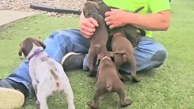 Female, a female German Shorthaired Pointer for sale in Overbrook, KS – 2 of 2