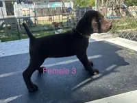 Female 1, a female German Shorthaired Pointer for sale in Overbrook, KS – 1 of 4