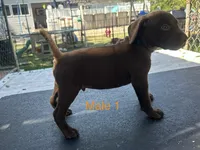 Male 1, a male German Shorthaired Pointer for sale in Overbrook, KS – 1 of 4