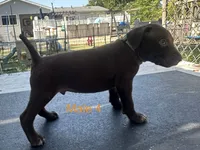 Male 1, a male German Shorthaired Pointer for sale in Overbrook, KS – 4 of 4
