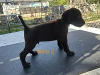 Male 1, a male German Shorthaired Pointer for sale in Overbrook, KS – 3 of 4