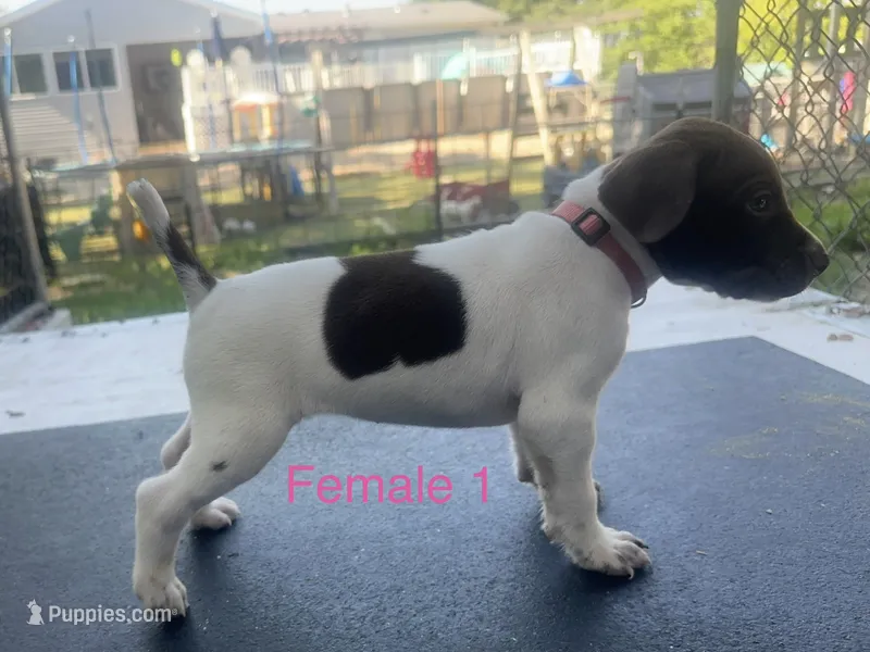 Female – German Shorthaired Pointer puppy for sale in Overbrook, KS