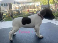 Female, a female German Shorthaired Pointer for sale in Overbrook, KS – 1 of 2