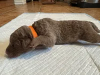 Orange Boy, a male Chesapeake Bay Retriever for sale in Dallas, TX – 3 of 4