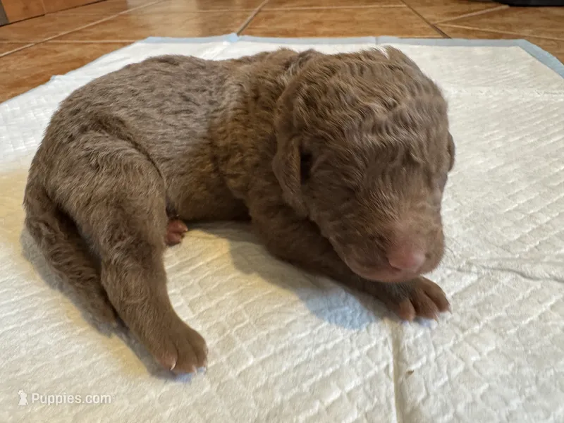 Orange Boy – Chesapeake Bay Retriever puppy for sale in Dallas, TX