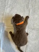 Orange Boy, a male Chesapeake Bay Retriever for sale in Dallas, TX – 2 of 4
