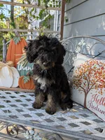 Talli, a female Miniature Bernedoodle for sale in Oak Grove, MO – 4 of 7