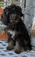 Talli, a female Miniature Bernedoodle for sale in Oak Grove, MO – 5 of 7