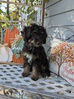 Talli, a female Miniature Bernedoodle for sale in Oak Grove, MO – 2 of 7