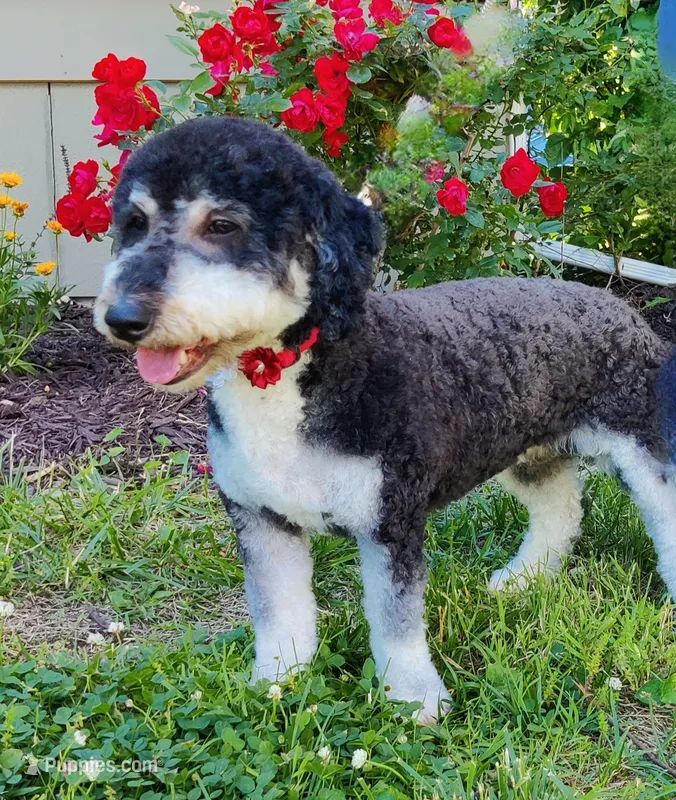 Darby  – Miniature Bernedoodle puppy for sale in Oak Grove, MO