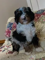 Lincoln , a male Miniature Bernedoodle for sale in Oak Grove, MO – Photo 1 of 7