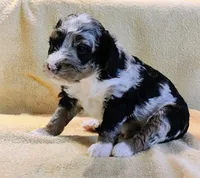 Lincoln , a male Miniature Bernedoodle for sale in Oak Grove, MO – Photo 4 of 6