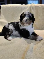 Lincoln , a male Miniature Bernedoodle for sale in Oak Grove, MO – Photo 1 of 6