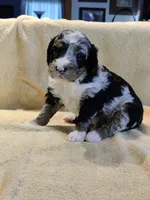 Lincoln , a male Miniature Bernedoodle for sale in Oak Grove, MO – Photo 5 of 6