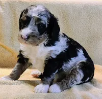 Lincoln , a male Miniature Bernedoodle for sale in Oak Grove, MO – Photo 3 of 6