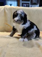 Lincoln , a male Miniature Bernedoodle for sale in Oak Grove, MO – Photo 6 of 6