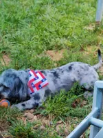 Digger , a male Miniature Bernedoodle for sale in Oak Grove, MO – 2 of 8