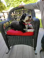 Darby , a female Miniature Bernedoodle for sale in Oak Grove, MO – 5 of 6