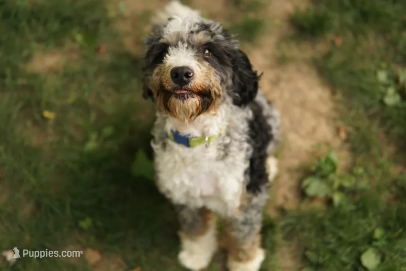 Dash – Miniature Bernedoodle puppy for sale in Oak Grove, MO
