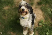 Dash, a male Miniature Bernedoodle for sale in Oak Grove, MO – 1 of 3