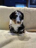 Murphy , a male Miniature Bernedoodle for sale in Oak Grove, MO – Photo 6 of 7