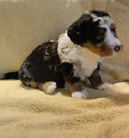 Murphy , a male Miniature Bernedoodle for sale in Oak Grove, MO – Photo 3 of 7
