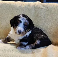 Murphy , a male Miniature Bernedoodle for sale in Oak Grove, MO – Photo 5 of 7