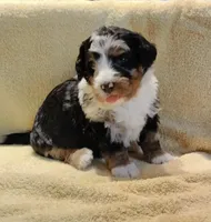 Murphy , a male Miniature Bernedoodle for sale in Oak Grove, MO – Photo 2 of 7