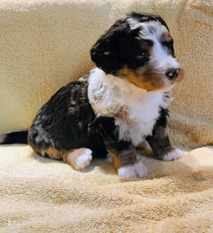 Murphy  – Miniature Bernedoodle puppy for sale in Oak Grove, MO