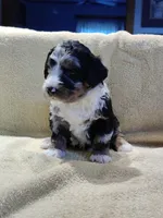 Murphy , a male Miniature Bernedoodle for sale in Oak Grove, MO – Photo 7 of 7