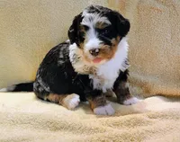 Murphy , a male Miniature Bernedoodle for sale in Oak Grove, MO – Photo 4 of 7