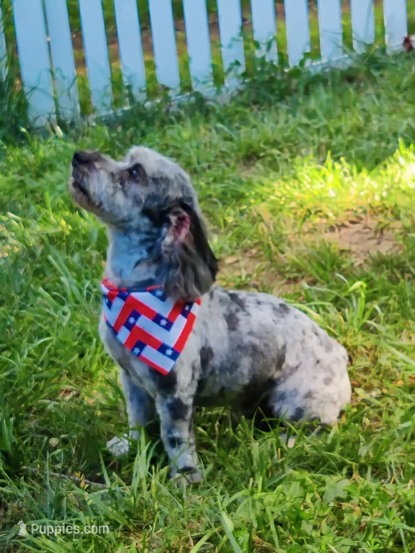 Digger  – Miniature Bernedoodle puppy for sale in Oak Grove, MO