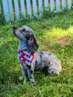 Digger , a male Miniature Bernedoodle for sale in Oak Grove, MO – 1 of 8