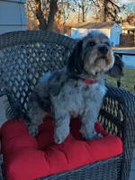 Digger , a male Miniature Bernedoodle for sale in Oak Grove, MO – 5 of 8