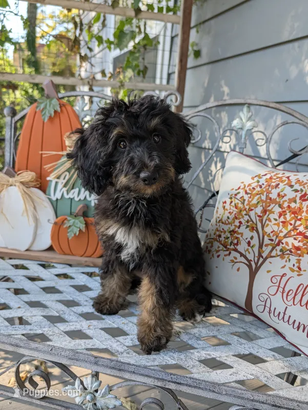 Talli – Miniature Bernedoodle puppy for sale in Oak Grove, MO