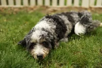 Dash, a male Miniature Bernedoodle for sale in Oak Grove, MO – 3 of 3