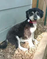 Darby , a female Miniature Bernedoodle for sale in Oak Grove, MO – 2 of 6