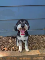 Darby , a female Miniature Bernedoodle for sale in Oak Grove, MO – 3 of 6