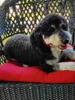 Darby , a female Miniature Bernedoodle for sale in Oak Grove, MO – 6 of 6