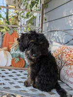 Talli, a female Miniature Bernedoodle for sale in Oak Grove, MO – 3 of 7