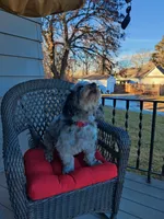 Digger , a male Miniature Bernedoodle for sale in Oak Grove, MO – 8 of 8